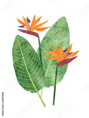 Papier peint  Strelitzia reginae isolated on white. Bird-of-paradise flower vector watercolor illustration