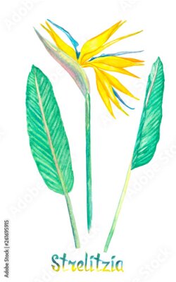 Papier peint  Strelitzia reginae isolated on white hand painted watercolor illustration with handwritten inscription