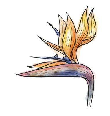 Papier peint  Strelitzia reginae isolé