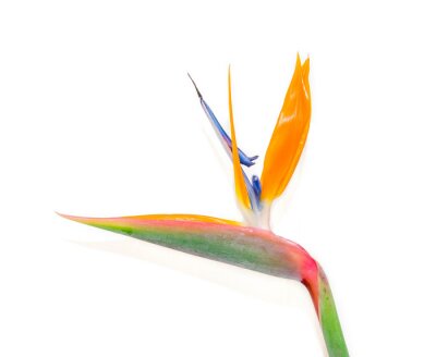 Papier peint  Strelitzia reginae isolé