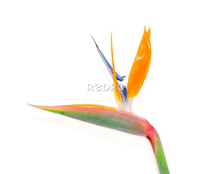 Papier peint  Strelitzia reginae isolé