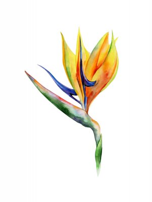 Papier peint  Strelitzia reginae isolé sur blanc. Illustration aquarelle de fleur tropicale. Bannière avec motifs tropicaux pour l'été. Fleur des oiseaux du paradis. Crane flower.