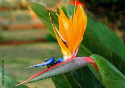 Papier peint  Strelitzia reginae, known as the crane flower, bird of paradise, a specie of flowering plant indigenous from South Africa. It is widely cultivated for its dramatic flowers, Brasilia, 2021