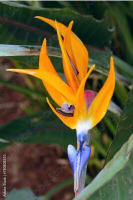 Papier peint  Strelitzia reginae, known as the crane flower, bird of paradise, a specie of flowering plant indigenous from South Africa. It is widely cultivated for its dramatic flowers, Brasilia, 2021