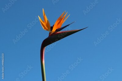 Papier peint  Strelitzia reginae known as the crane flower or bird of paradise close up against a clear blue sky