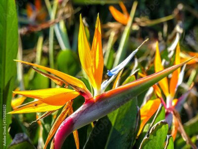 Papier peint  Strelitzia reginae, known by the common names bird-of-paradise, is a species of perennial, rhizomatous herbaceous plant in Brazil