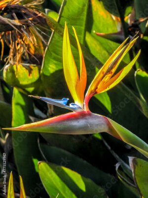 Papier peint  Strelitzia reginae, known by the common names bird-of-paradise, is a species of perennial, rhizomatous herbaceous plant in Brazil