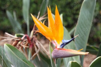 Papier peint  Strelitzia reginae - La fleur de grue: est l'un des vivaces horticole le plus populaire dans le monde entier.