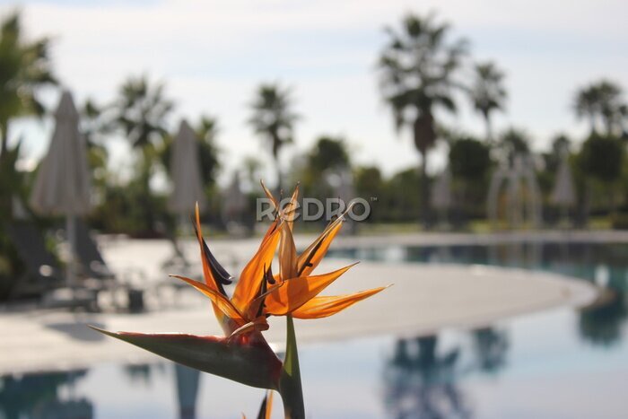 Papier peint  Strelitzia reginae leaf and blue sky.
