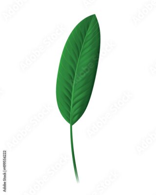 Papier peint  Strelitzia reginae leaf, Tropical leaf. Vector illustration in 3D realistic style, isolated on white background
