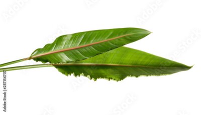 Papier peint  Strelitzia reginae leaves, Bird of paradise foliage, Tropical leaf isolated on white background, with clipping path