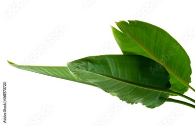 Papier peint  Strelitzia reginae leaves, Bird of paradise foliage, Tropical leaf isolated on white background with clipping path