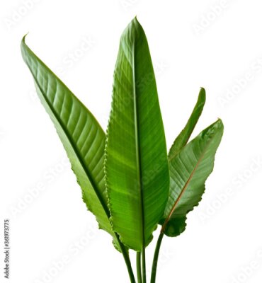 Papier peint  Strelitzia reginae leaves, Bird of paradise foliage, Tropical leaf isolated on white background with clipping path