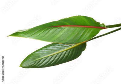 Papier peint  Strelitzia reginae leaves, Bird of paradise foliage, Tropical leaf isolated on white background with clipping path