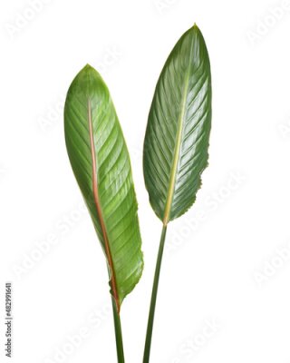Papier peint  Strelitzia reginae leaves, Bird of paradise foliage, Tropical leaves isolated on white background, with clipping path