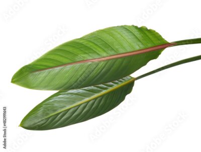 Papier peint  Strelitzia reginae leaves, Bird of paradise foliage, Tropical leaves isolated on white background, with clipping path