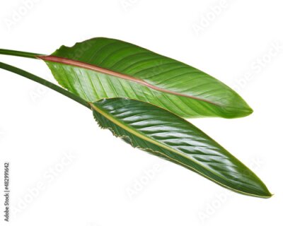 Papier peint  Strelitzia reginae leaves, Bird of paradise foliage, Tropical leaves isolated on white background, with clipping path