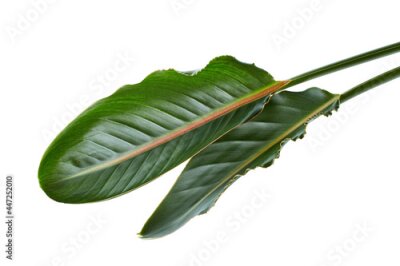 Papier peint  Strelitzia reginae leaves, Bird of paradise foliage, Tropical leaves isolated on white background, with clipping path