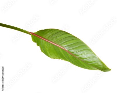 Papier peint  Strelitzia reginae leaves, Bird of paradise foliage, Tropical leaves isolated on white background, with clipping path