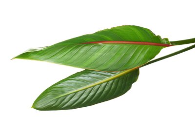Papier peint  Strelitzia reginae leaves, Bird of paradise foliage, Tropical leaves isolated on white background, with clipping path