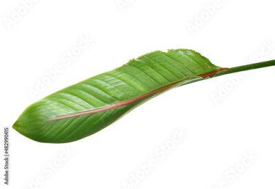 Papier peint  Strelitzia reginae leaves, Bird of paradise foliage, Tropical leaves isolated on white background, with clipping path