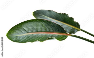 Papier peint  Strelitzia reginae leaves, Bird of paradise foliage, Tropical leaves isolated on white background, with clipping path