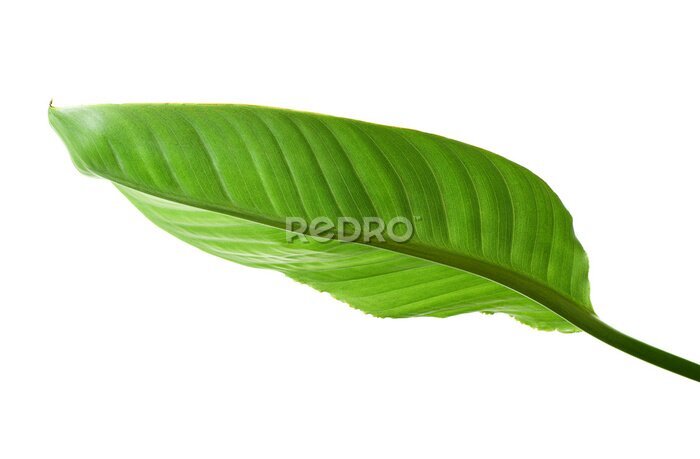 Papier peint  Strelitzia reginae leaves, Bird of paradise foliage, Tropical leaves isolated on white background, with clipping path
