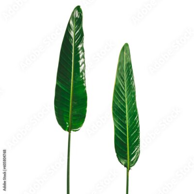 Papier peint  Strelitzia reginae leaves transparent PNG
