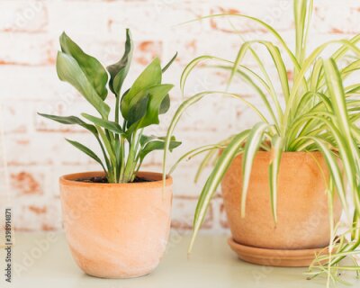 Papier peint  Strelitzia Reginae (left) and Chlorophytum Comosum (right) in terracotta plant pots against red and white brick wallpaper background.