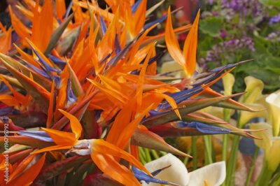 Papier peint  Strelitzia reginae. Les noms communs incluent strelitzia, fleur de grue ou oiseau de paradis. Bouquet de strelitzia sur le fond d'autres fleurs.