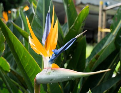 Papier peint  Strelitzia reginae, llamada popularmente ave del paraíso, es una especie herbácea originaria de Sudáfrica. Se cultiva extensamente como planta ornamental por la forma peculiar de su flor.