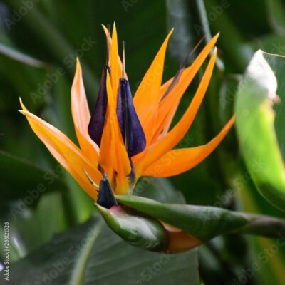 Papier peint  Strelitzia reginae macro, orange tropical flower, bird of paradise