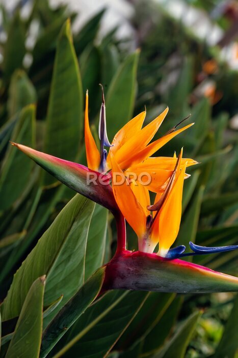 Papier peint  Strelitzia reginae - Madeira