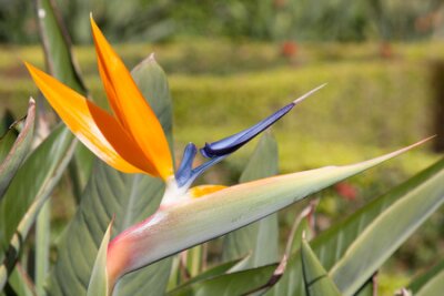 Papier peint  Strelitzia reginae. Oiseau de paradis