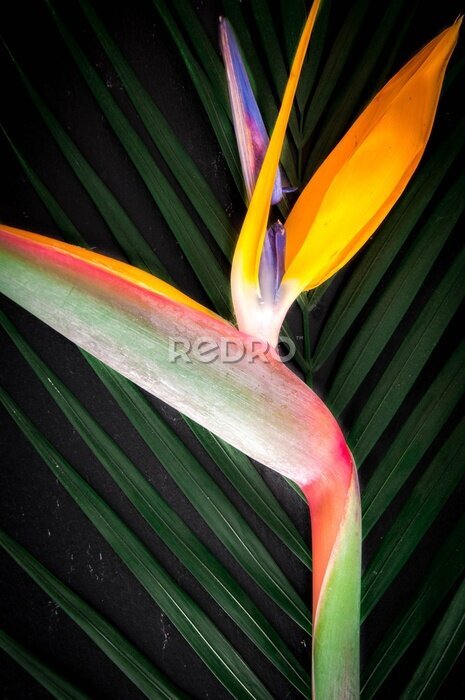 Papier peint  Strelitzia reginae, oiseau de paradis de fleurs