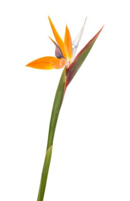 Papier peint  Strelitzia reginae, oiseau de paradis de fleurs isolé