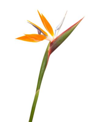 Papier peint  Strelitzia reginae, oiseau de paradis de fleurs isolé