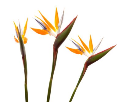 Papier peint  Strelitzia reginae, oiseau de paradis de fleurs isolé