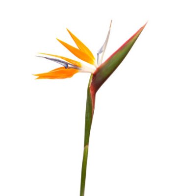 Papier peint  Strelitzia reginae, oiseau de paradis de fleurs isolé