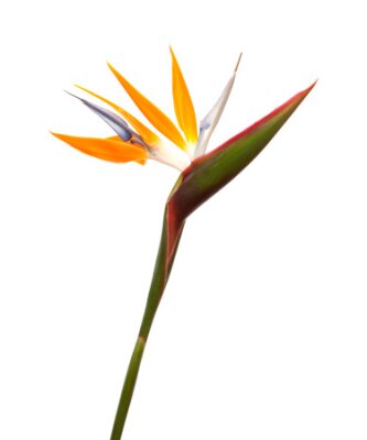 Papier peint  Strelitzia reginae, oiseau de paradis de fleurs isolé