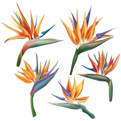 Papier peint  Strelitzia reginae (oiseau-de-paradis) fleur