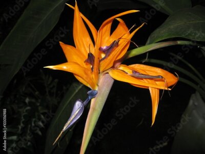 Papier peint  Strelitzia reginae (Oiseau de paradis) fleur.