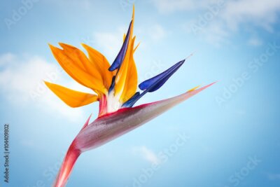 Papier peint  Strelitzia reginae, oiseau de paradis fleur isolé dans fond de ciel