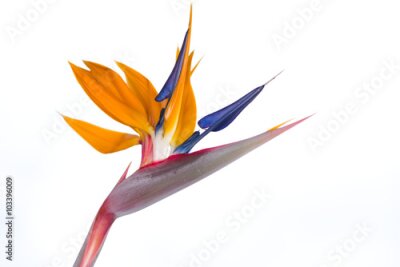 Papier peint  Strelitzia reginae, oiseau de paradis fleur isolé sur fond blanc