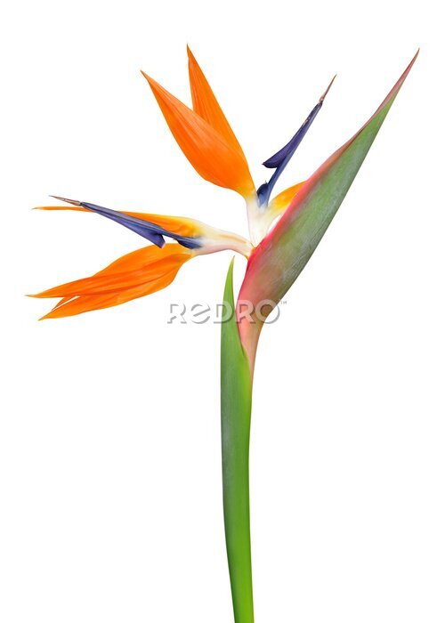 Papier peint  Strelitzia reginae, oiseau de paradis fleur isolé sur fond blanc