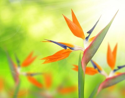 Papier peint  Strelitzia reginae, oiseau de paradis fleur sur fond naturel vert.