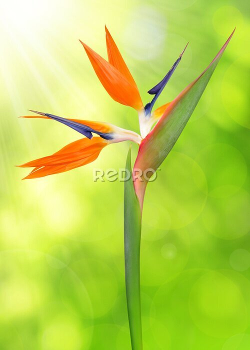 Papier peint  Strelitzia reginae, oiseau de paradis fleur sur fond naturel vert.