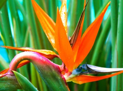 Papier peint  Strelitzia reginae, oiseau de paradis, Strelitzia