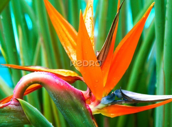 Papier peint  Strelitzia reginae, oiseau de paradis, Strelitzia