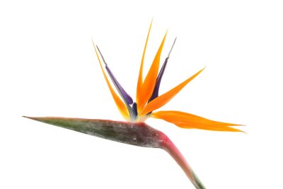 Papier peint  Strelitzia reginae (oiseau de paradis) sur fond blanc